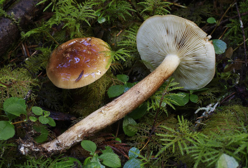 Tricholoma fulvum group